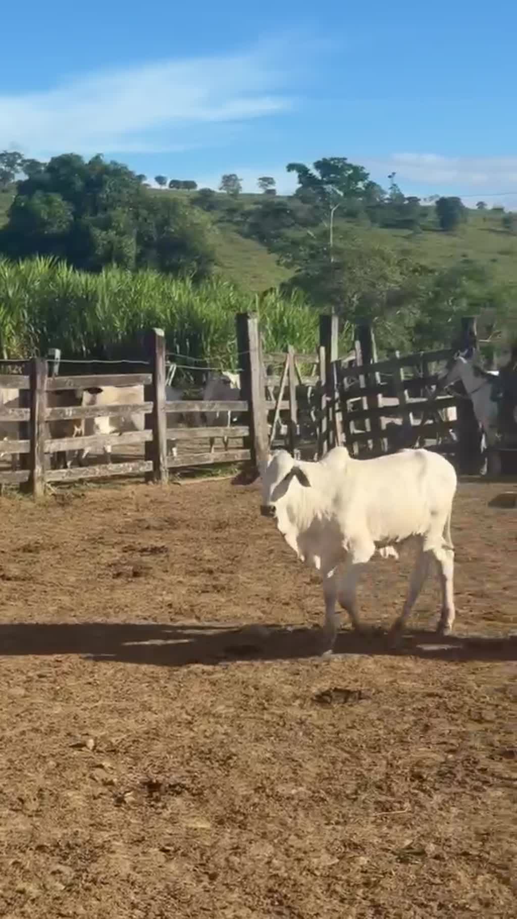 Gado Nelore na Fazenda Itatiaia